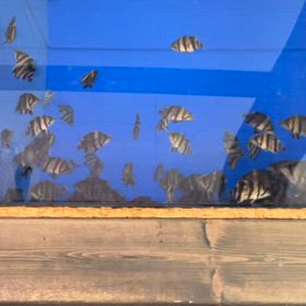 リアルバンドセット 黒水槽でもバキバキ！の画像