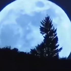 E Tに五臓六腑はあるのか？の画像