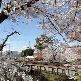鉄子のお花見の画像