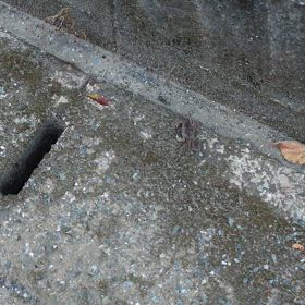 カニと、ネコの声との画像