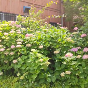 雨にも負けず風にも負けずの彼女がの画像