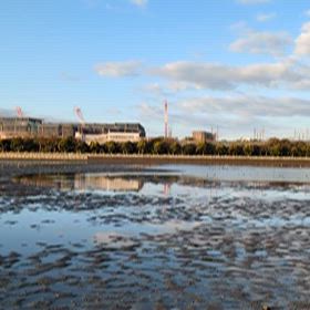 静かな谷津干潟の画像