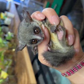 ショウガラゴ　ベビーちゃんの画像