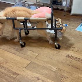 新しい発見！！修行うどんの画像