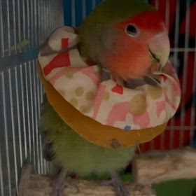 嘴ギョリギョリの画像