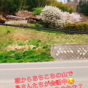 2025/04/13　∞たわわの朝の画像