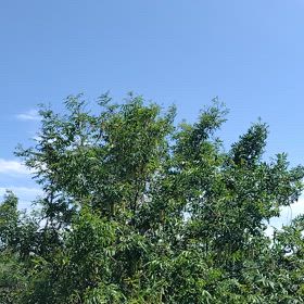 千里川土手の動画part2の画像