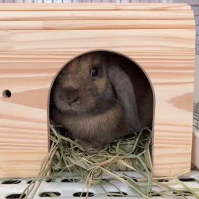 可愛いうさぎさんの画像