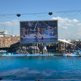 イルカショー②（動画）〜名古屋港水族館〜の画像