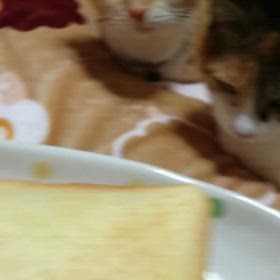 かわいい(*≧з≦)動画を発見の画像