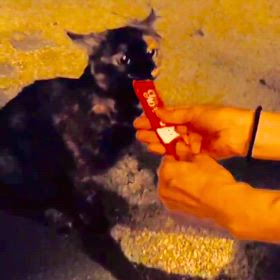 初ちゅーるの画像