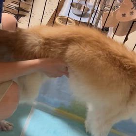 うーちゃんのトイレ事情の画像