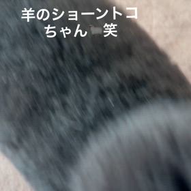 愛犬の画像