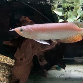 ★高背金龍！★の画像