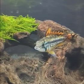 癒やしの元の画像