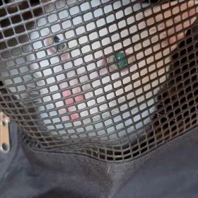 頑張ったシロの画像