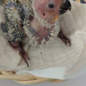 生後27日コガネメキシコインコの画像