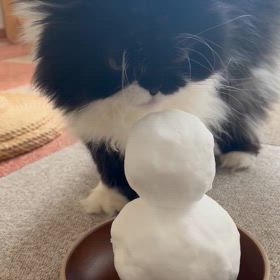 毎年恒例の画像