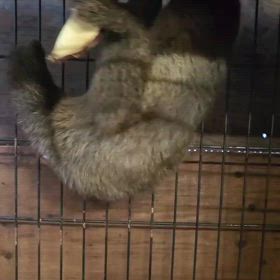 フタユビナマケモノベビーの画像