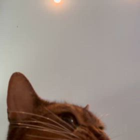 モーニングちゅ〜るタイム٩(๛ ˘ ³˘)۶の画像