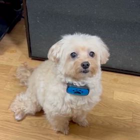 ボクのおすわりの画像