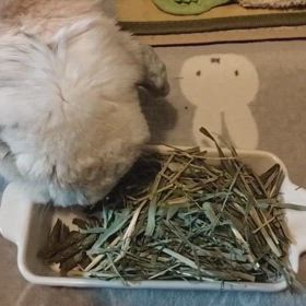 やってきたの画像