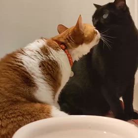 ソフトな猫パンチ　(？)の画像