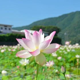 暑中お見舞いの画像