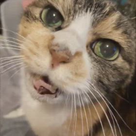 こももさんの画像