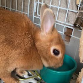 こは似ちゃんの画像