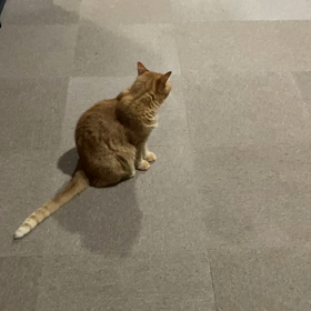 2023/08/26 今週のハナの画像