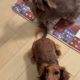 お久しぶりですの画像