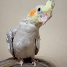 販売中の子のご紹介。の画像