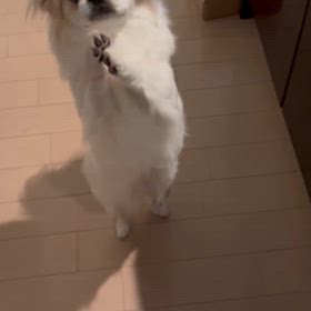 ちょうだいちょうだいの画像