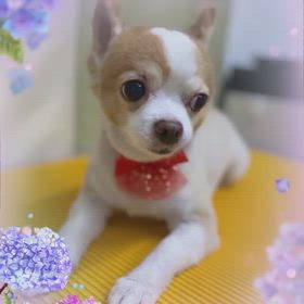 ツインレイはあるのか？の画像