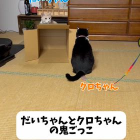 だいちゃん♂とクロちゃん♀の鬼ごっこの画像