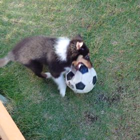 ボールはともだち　こわくないよの画像