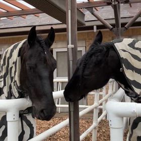 東京競馬場の馬たちの画像