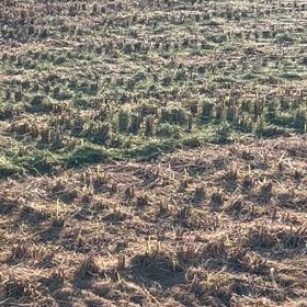 稲刈り跡の画像