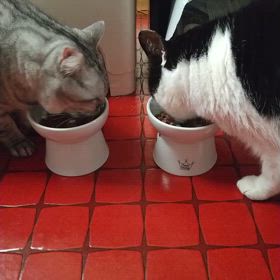 ご飯カリカリの画像