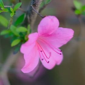 こんばんは☘️☕️☘️の画像