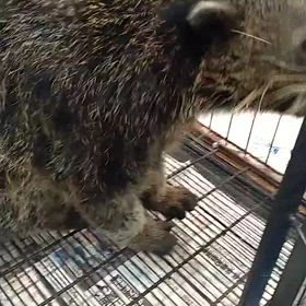 ビントロングの画像