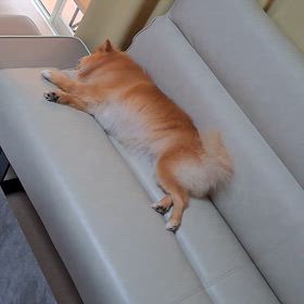 しあわせ〜( ´ー`)の画像