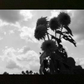 若く、生きよう　♡の画像