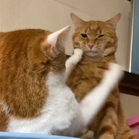 ニャン兄妹の画像