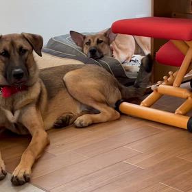 ラブグッドくん、我が家の滞在記（初日）の画像