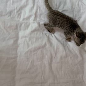 遊んでますの画像