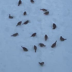 雪の日の小さな食卓：と小競り合いの画像