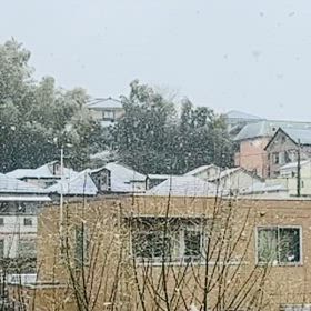え・・・雪だ～の画像