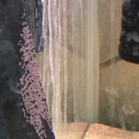 ハイブリッドエンゼル  ペアNo.2  産卵  2回目の画像